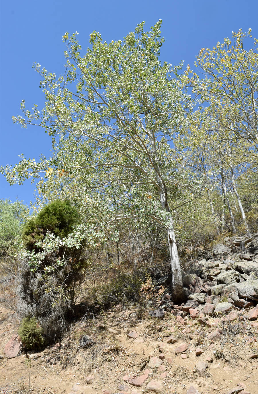 Image of Populus alba specimen.