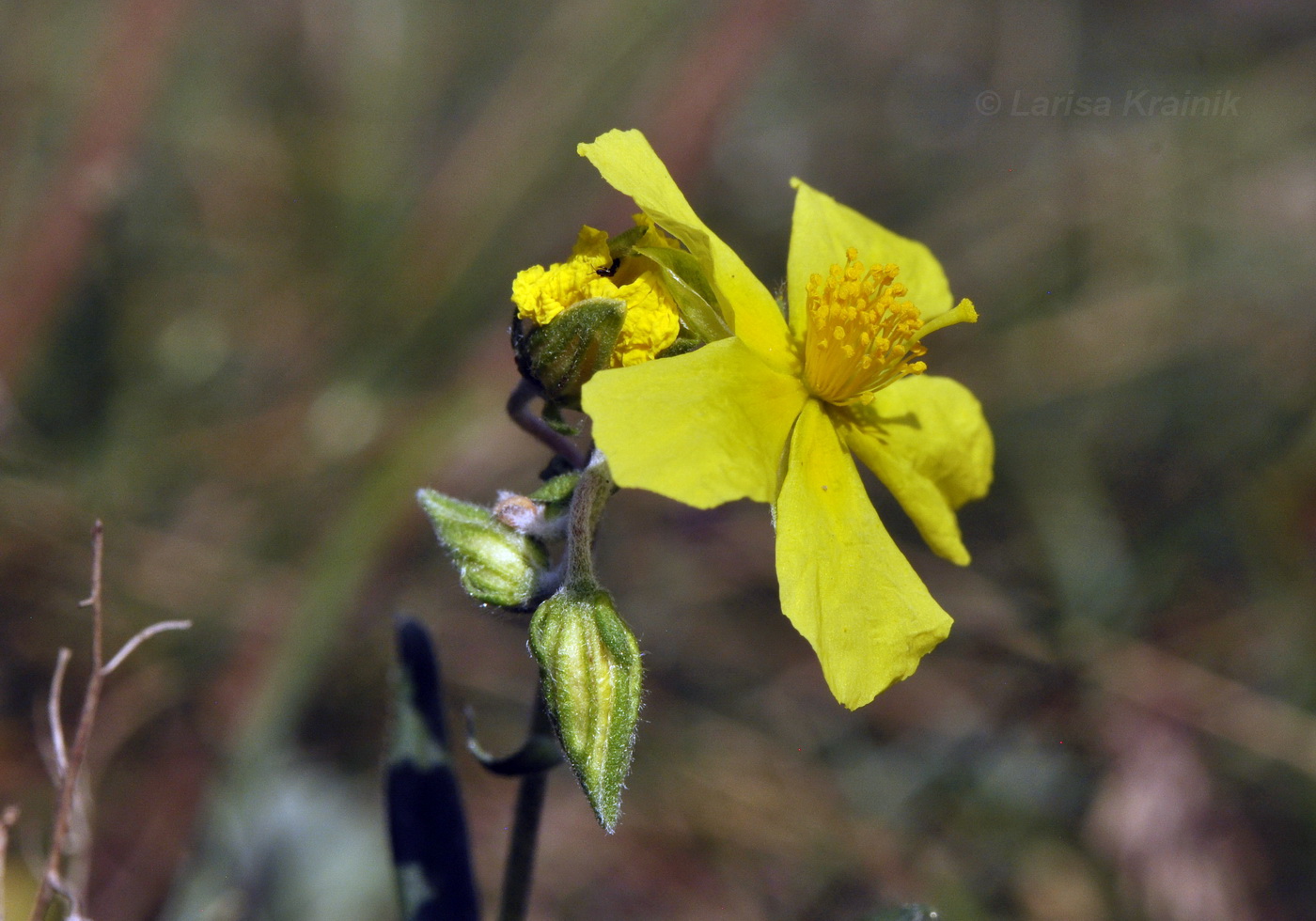 Image of genus Helianthemum specimen.