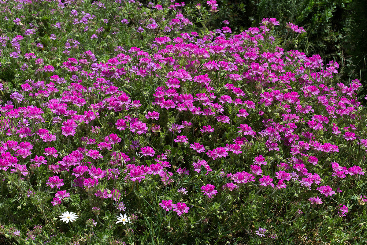 Изображение особи род Pelargonium.