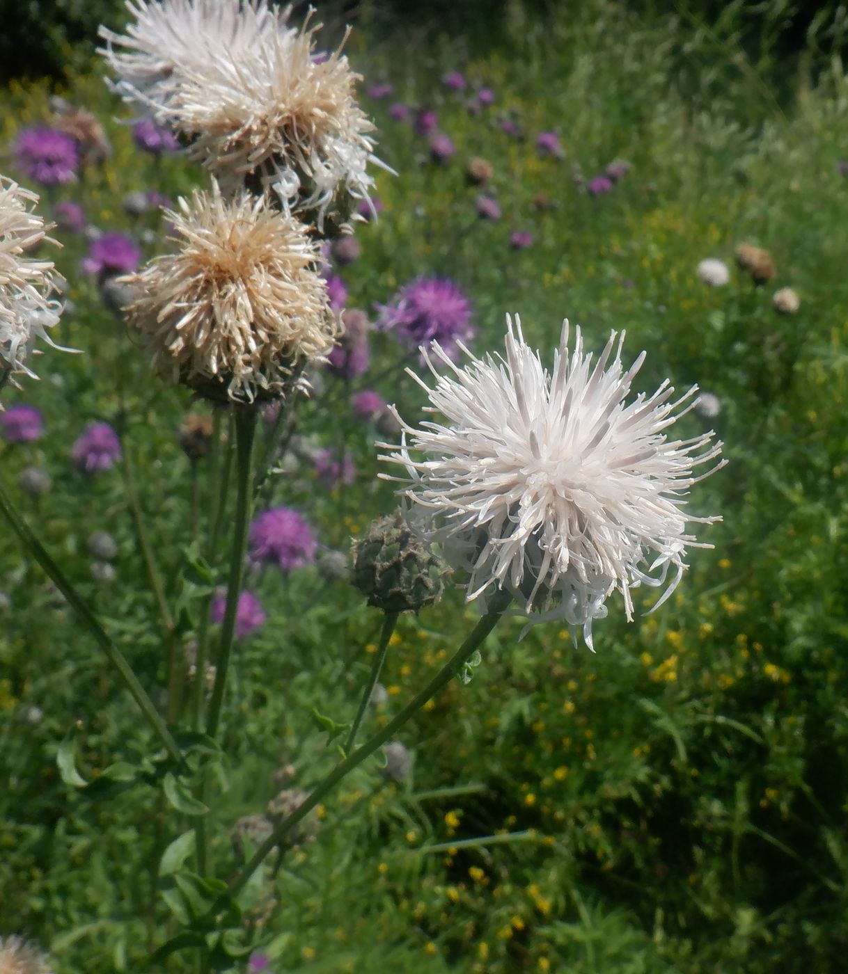 Image of Centaurea scabiosa specimen.