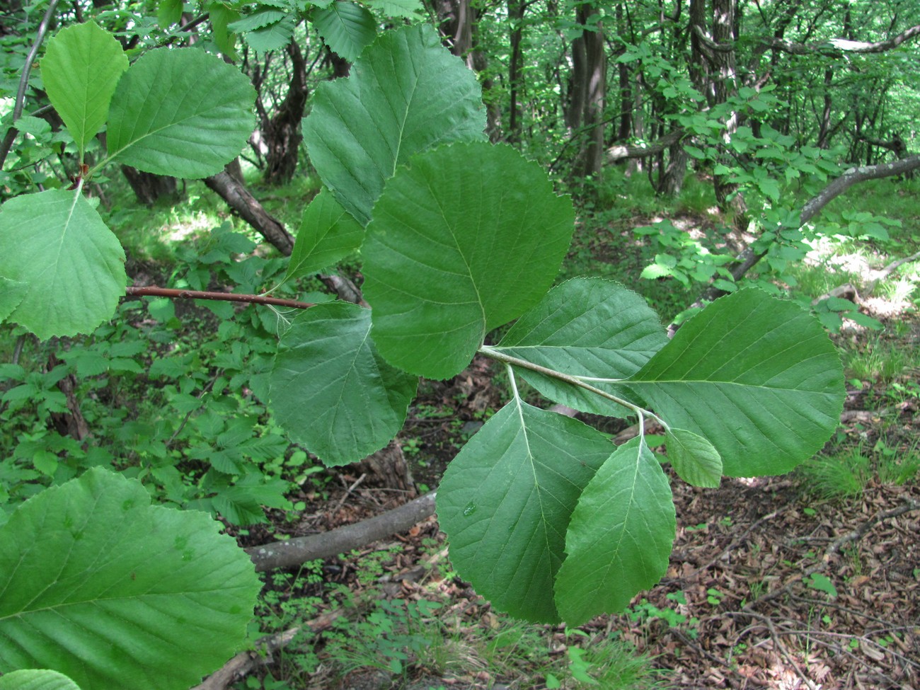 Image of Sorbus graeca specimen.