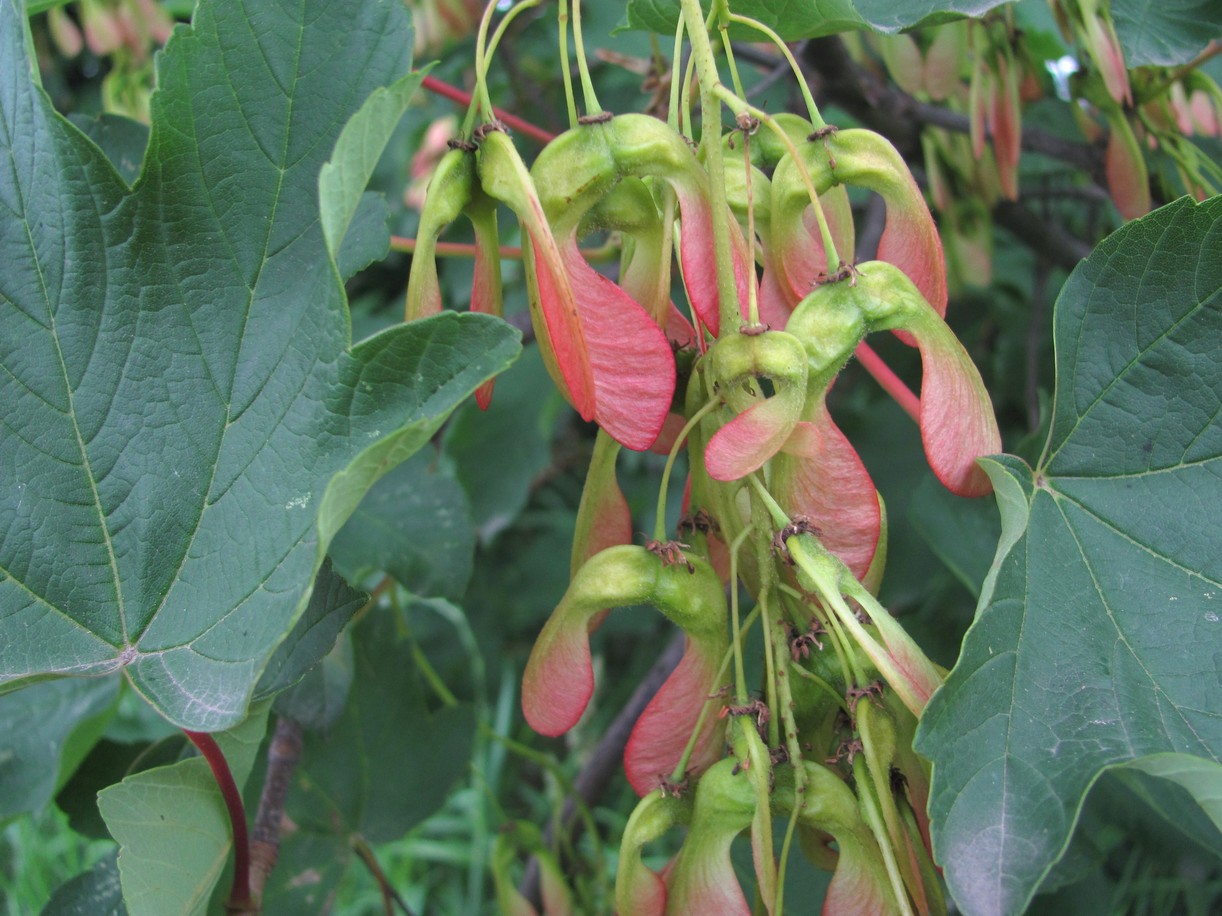 Image of Acer pseudoplatanus specimen.