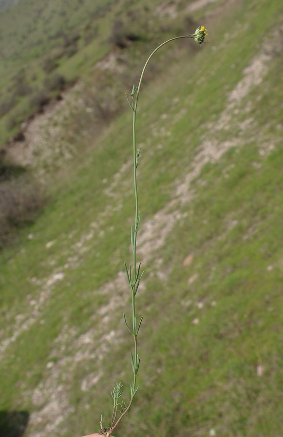 Image of Linaria simplex specimen.