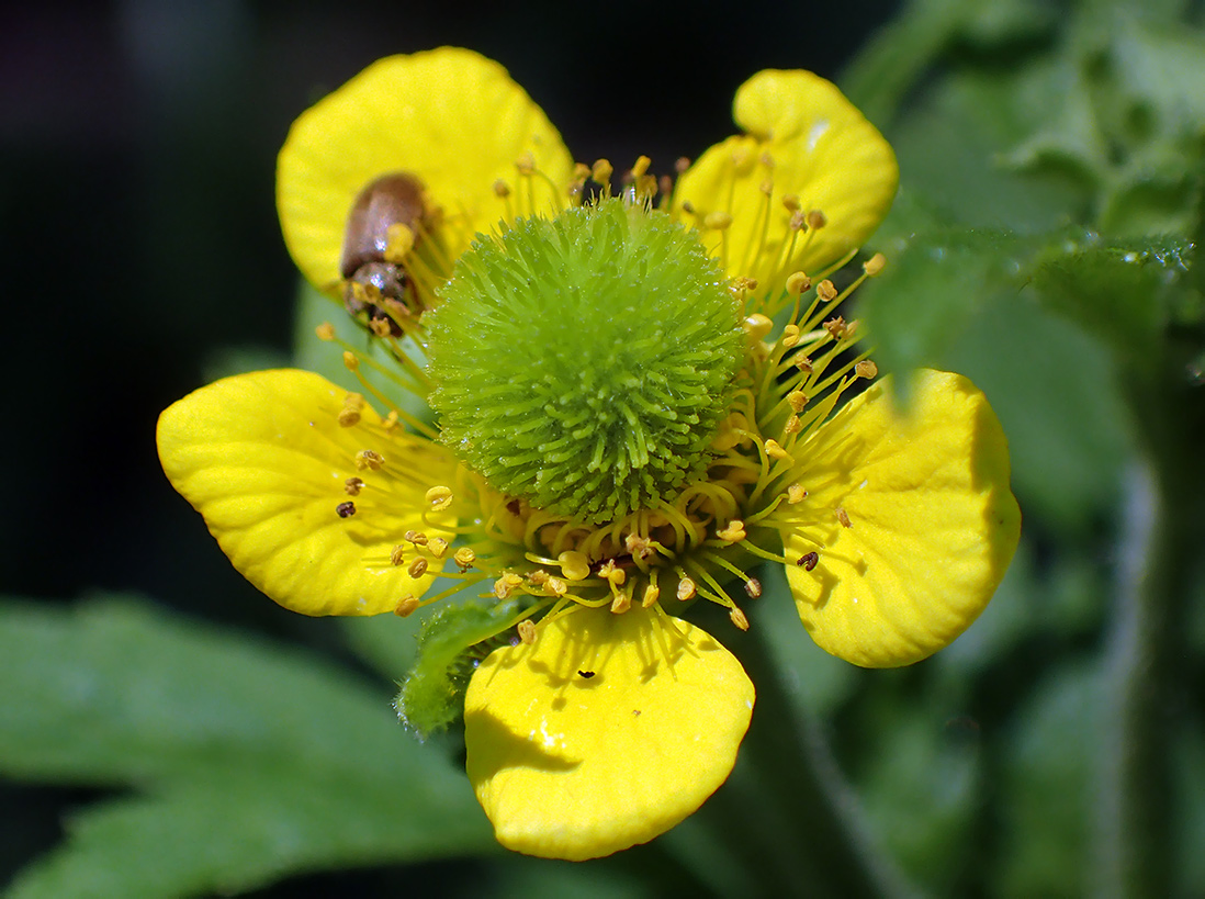 Изображение особи Geum urbanum.