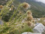 Cirsium echinus. Веточки с соплодиями. Кабардино-Балкария, Черекский р-н, Кабардино-Балкарский высокогорный заповедник, Черек-Безенгийское ущелье, окр. альплагеря \"Безенги\", ≈ 2100 м н.у.м., отложенная боковая морена, субальпийский луг. 16.08.2021.