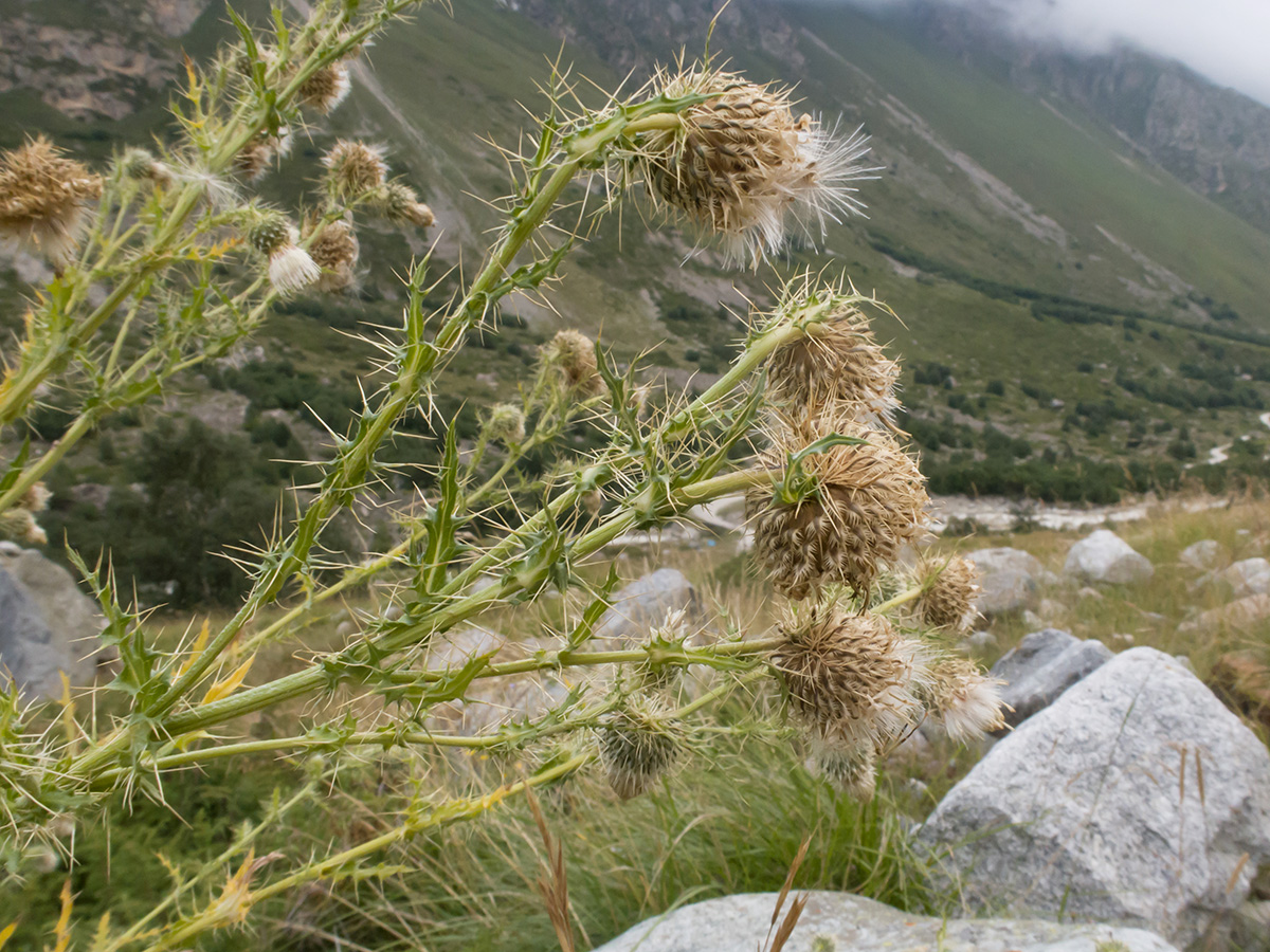 Изображение особи Cirsium echinus.