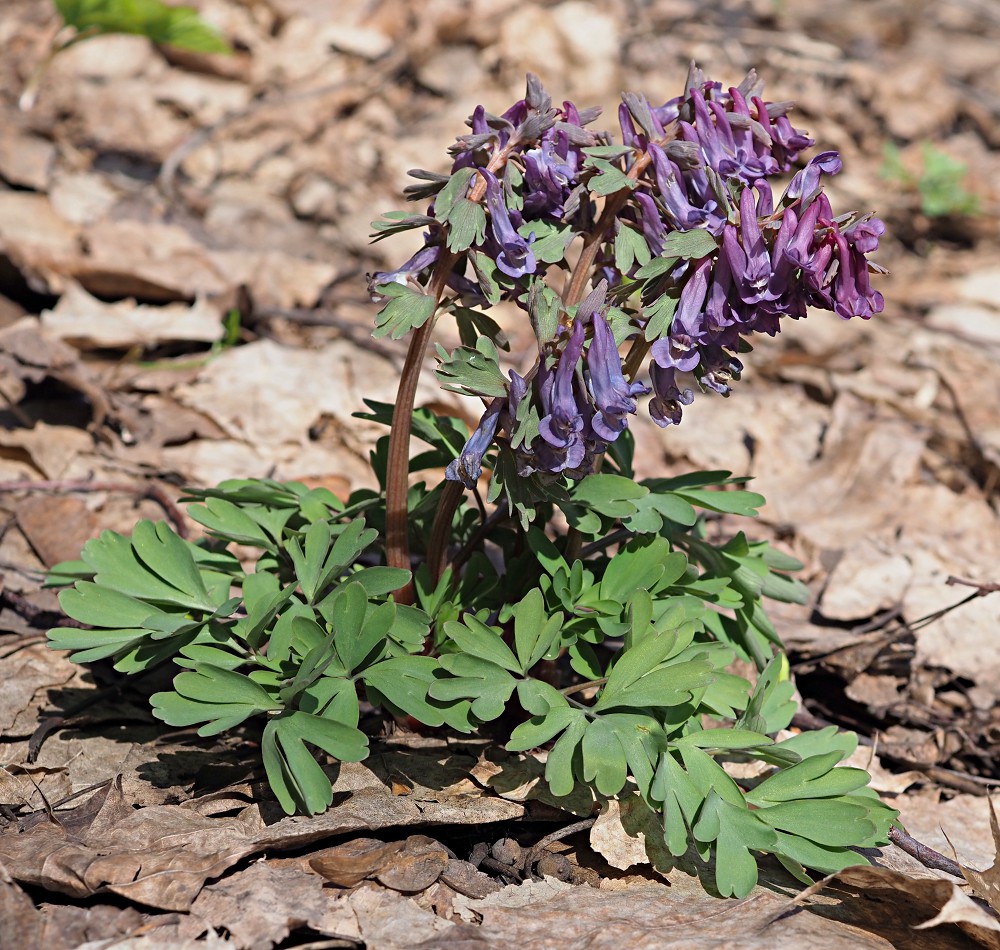 Image of Corydalis solida specimen.