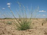 Astragalus eremospartoides