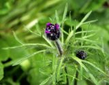 Pulsatilla regeliana