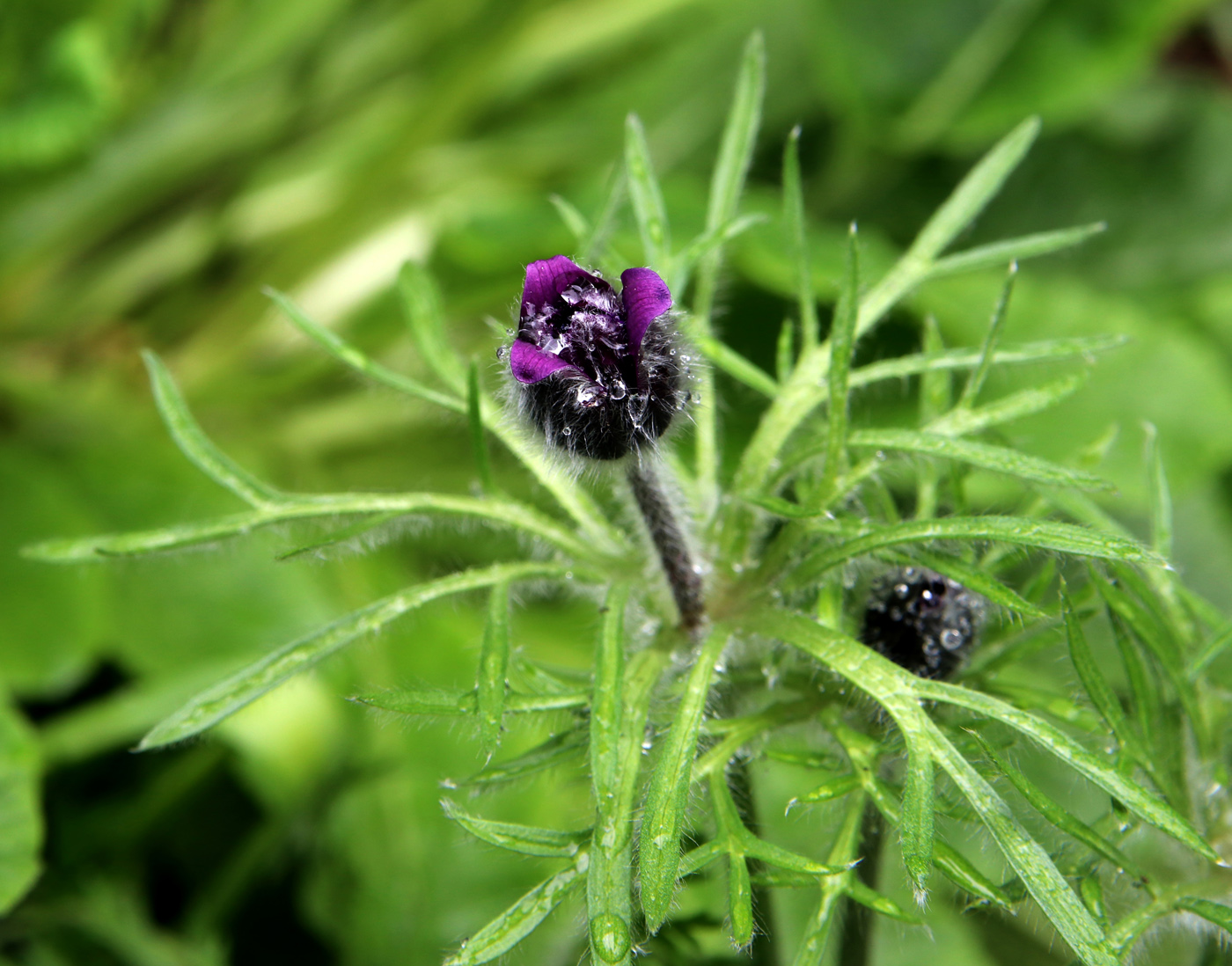 Изображение особи Pulsatilla regeliana.