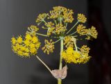 Ferula tingitana