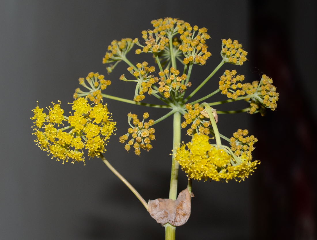 Image of Ferula tingitana specimen.