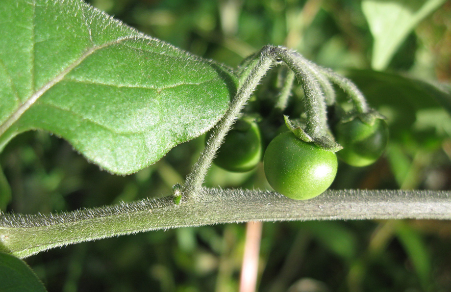 Изображение особи Solanum nigrum ssp. schultesii.