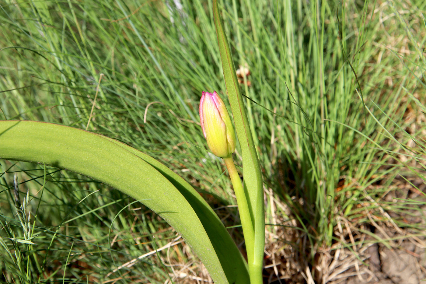 Image of Tulipa saxatilis specimen.
