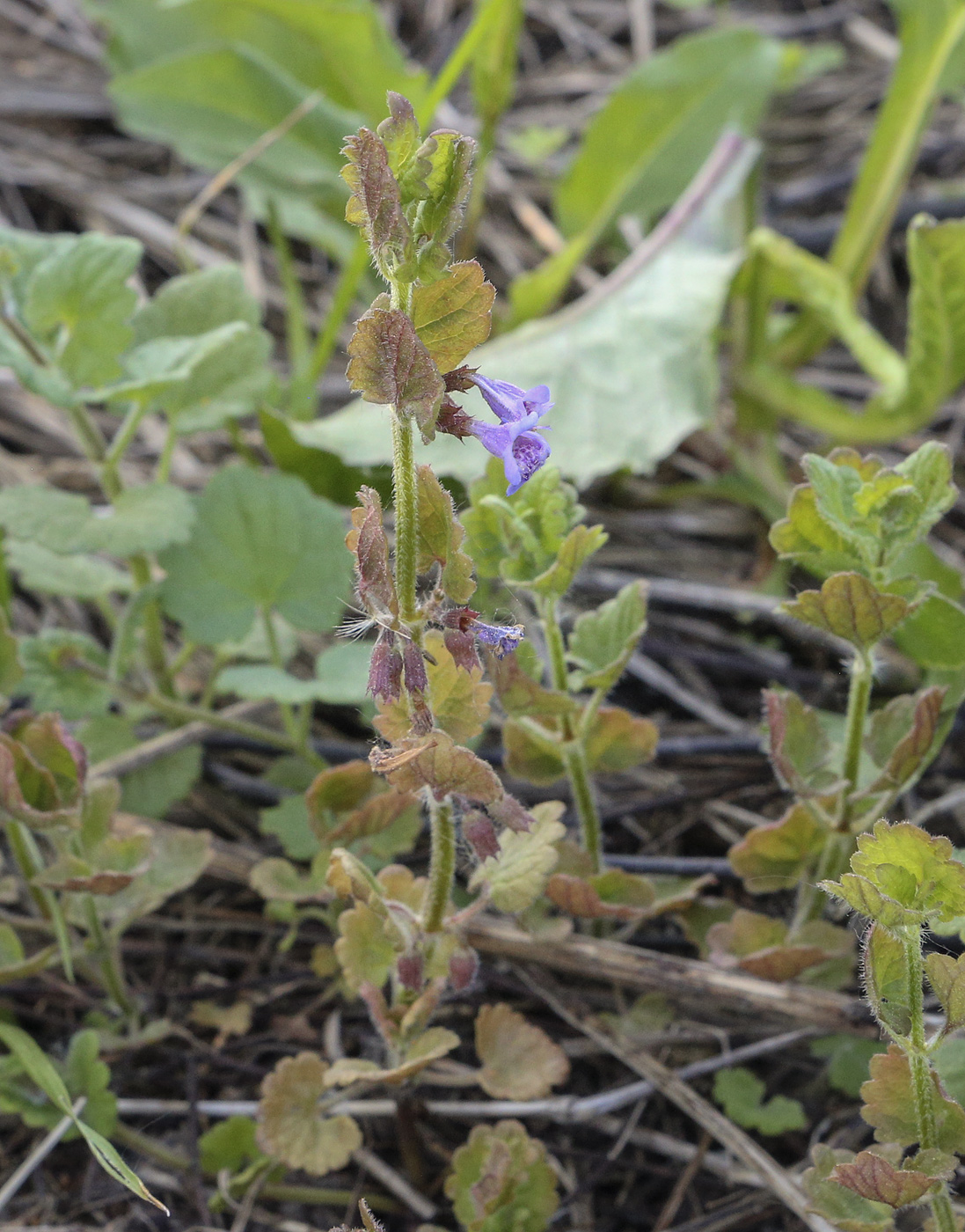 Изображение особи Glechoma hederacea.