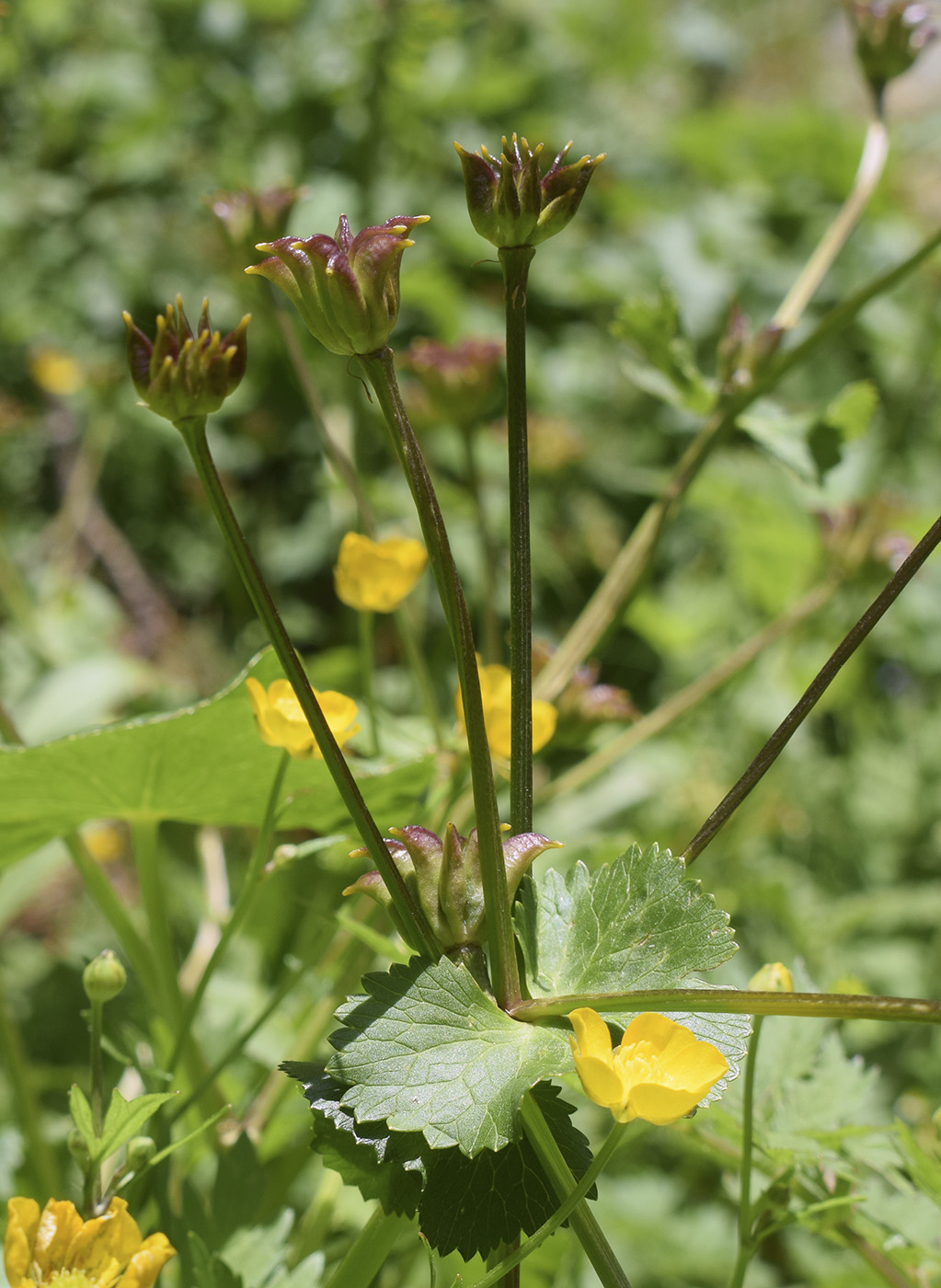 Изображение особи Caltha palustris.