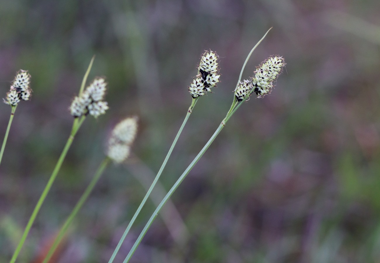 Image of Carex media specimen.