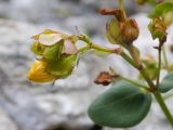 Hypericum nummularioides