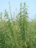 Urtica angustifolia