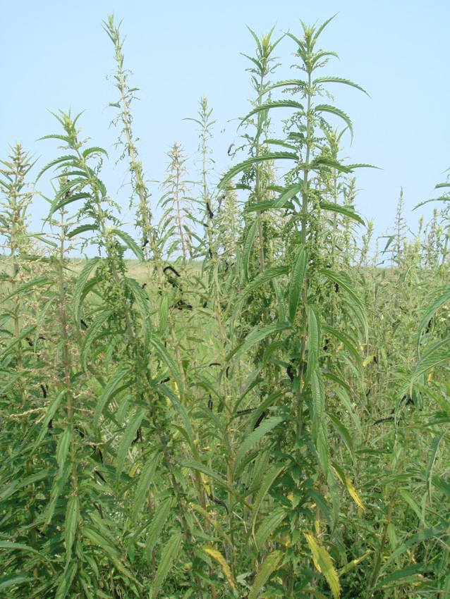 Image of Urtica angustifolia specimen.