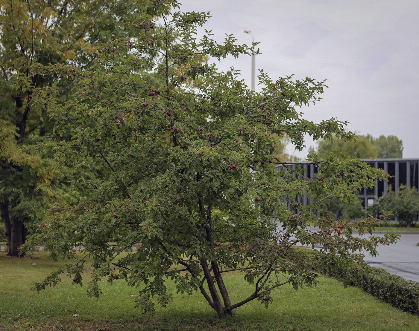 Image of &times; Crataegosorbus miczurinii specimen.