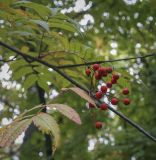 Sorbus commixta