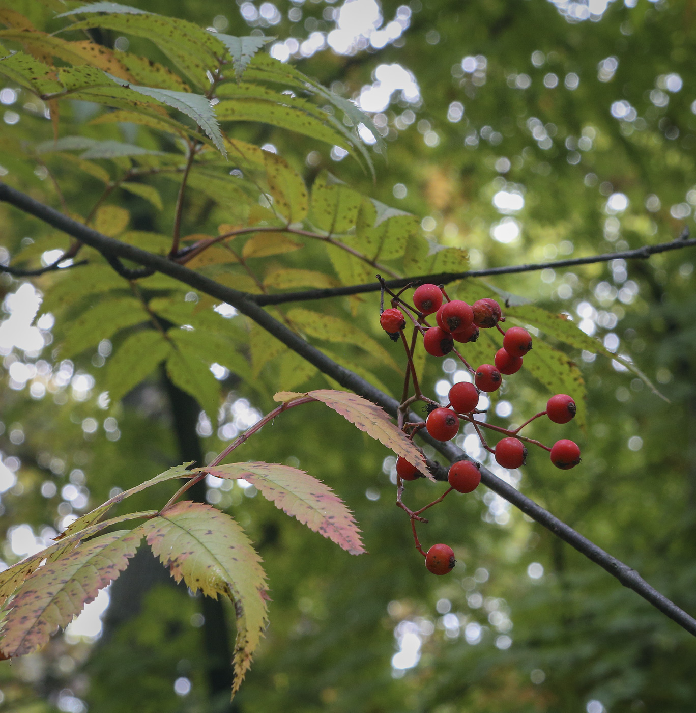 Изображение особи Sorbus commixta.