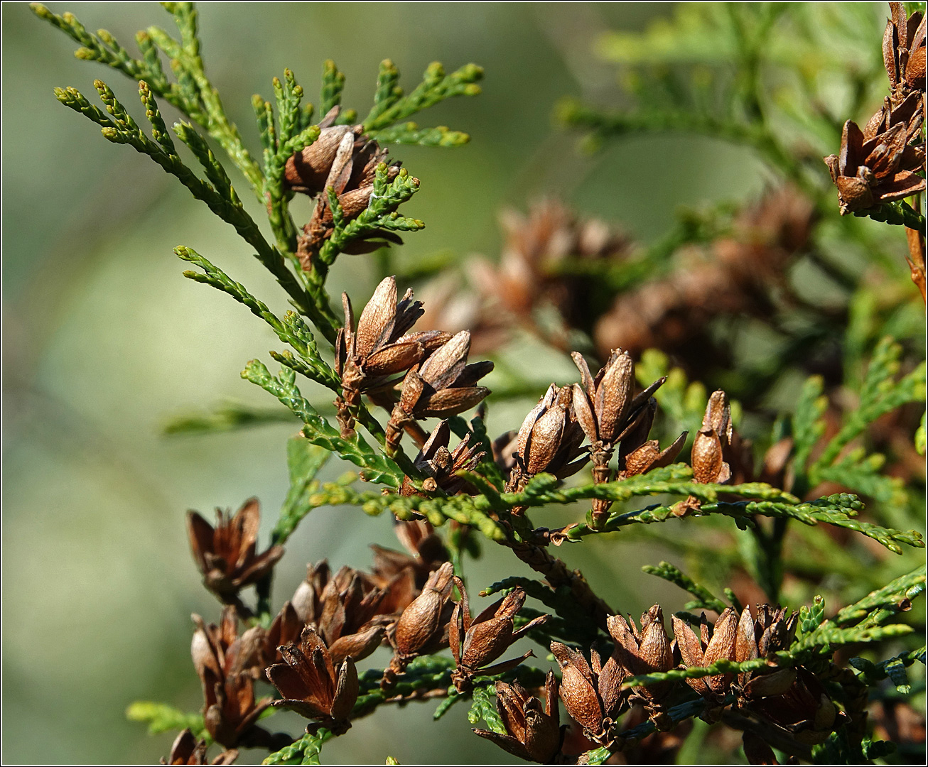 Изображение особи Thuja occidentalis.