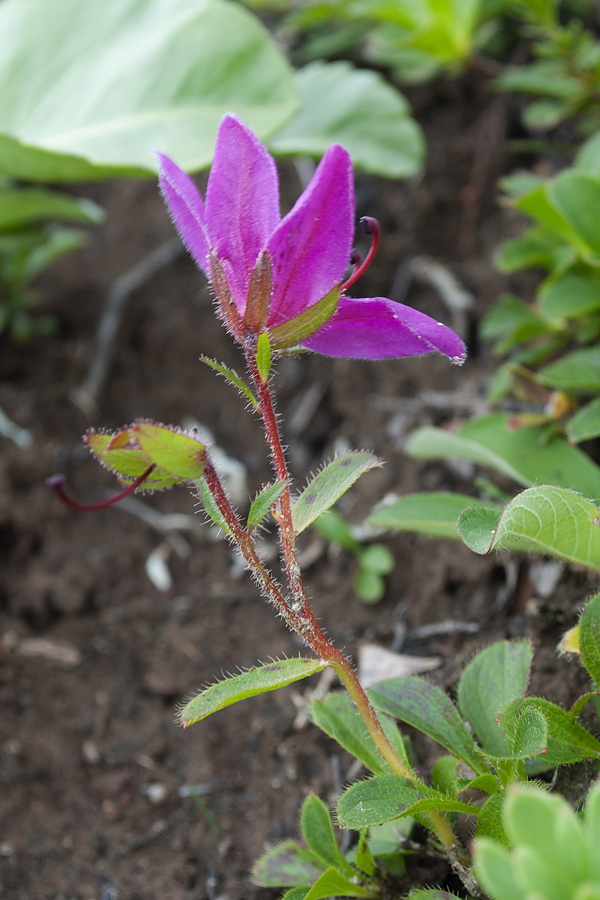 Image of Rhododendron camtschaticum specimen.