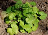 Malva moschata