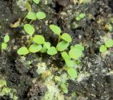 Anemone scabiosa