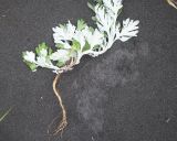 Artemisia stelleriana