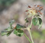 Trifolium hirtum