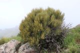 Ephedra equisetina