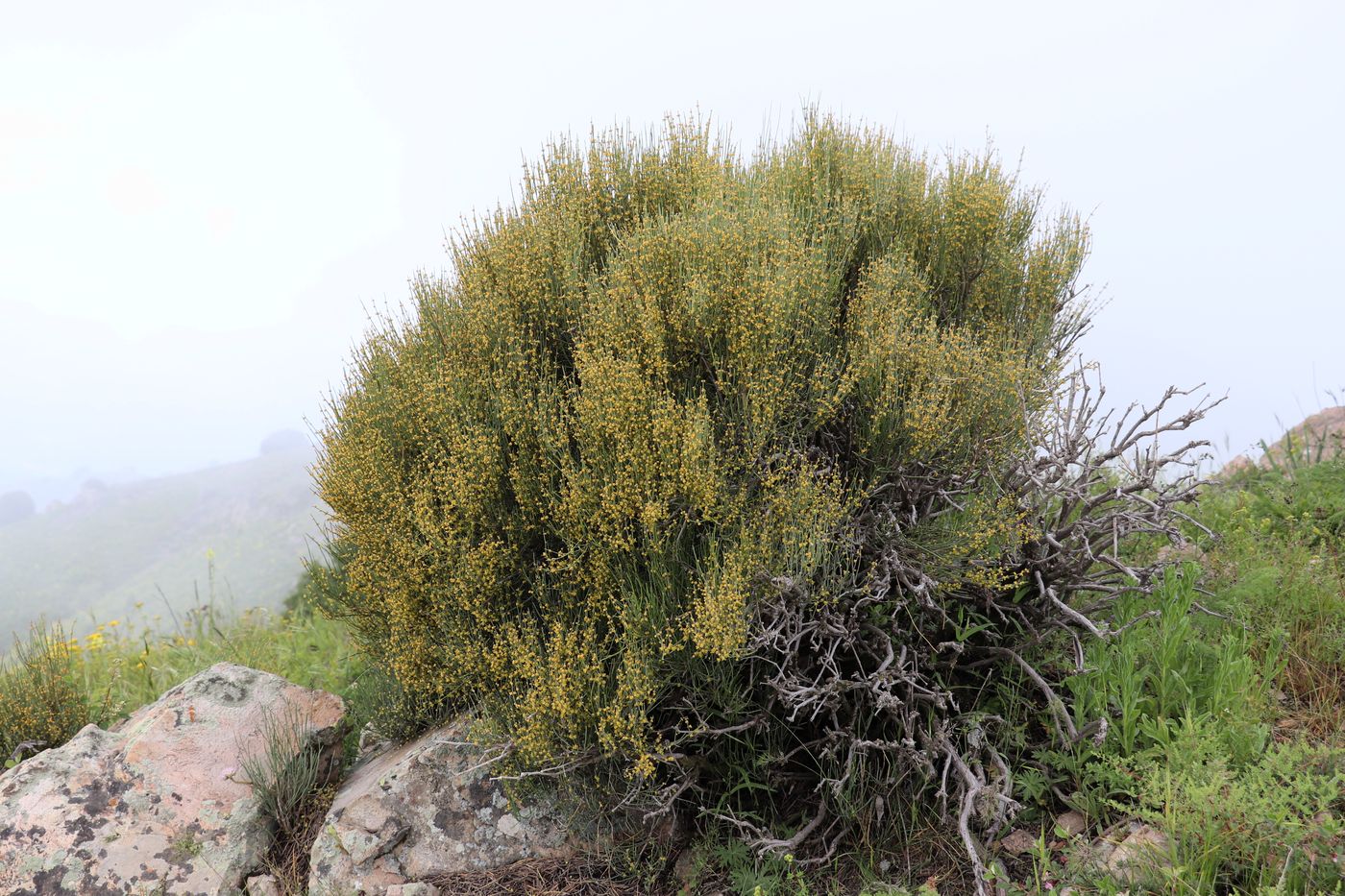 Image of Ephedra equisetina specimen.
