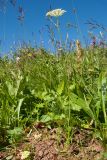 Apiaceae