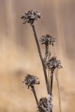 Inula helenium. Верхушка высохшего растения с соплодиями. Ростовская обл., Мясниковский р-н, Чулекская балка, степной склон. 04.04.2021.