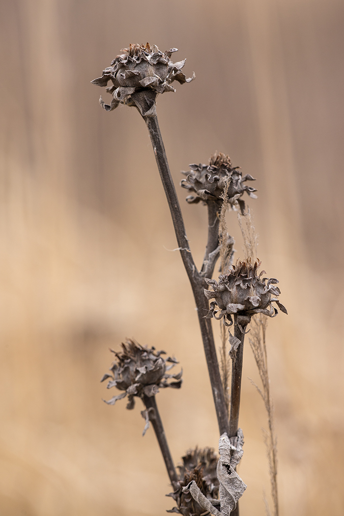 Изображение особи Inula helenium.