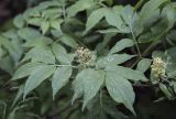 Sambucus racemosa. Верхушка плодоносящей веточки. Владимирская обл., Александровский р-н, окр. с. Старая Слобода, сосновый бор, подлесок. 11.06.2022.