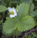 Fragaria × ananassa