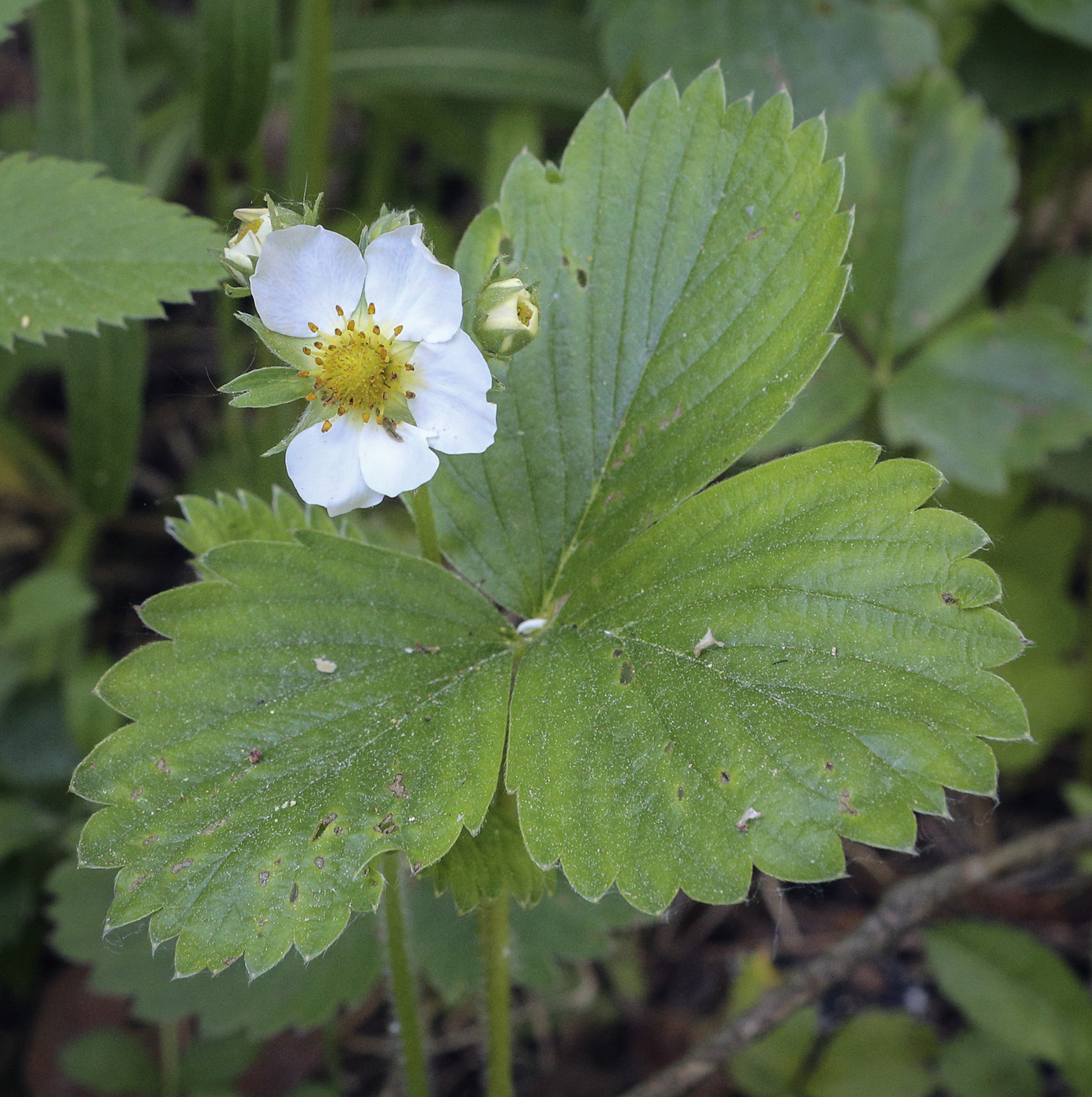 Image of Fragaria &times; ananassa specimen.