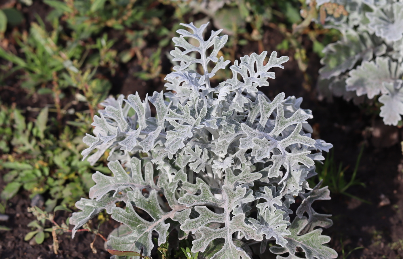 Image of Senecio cineraria specimen.