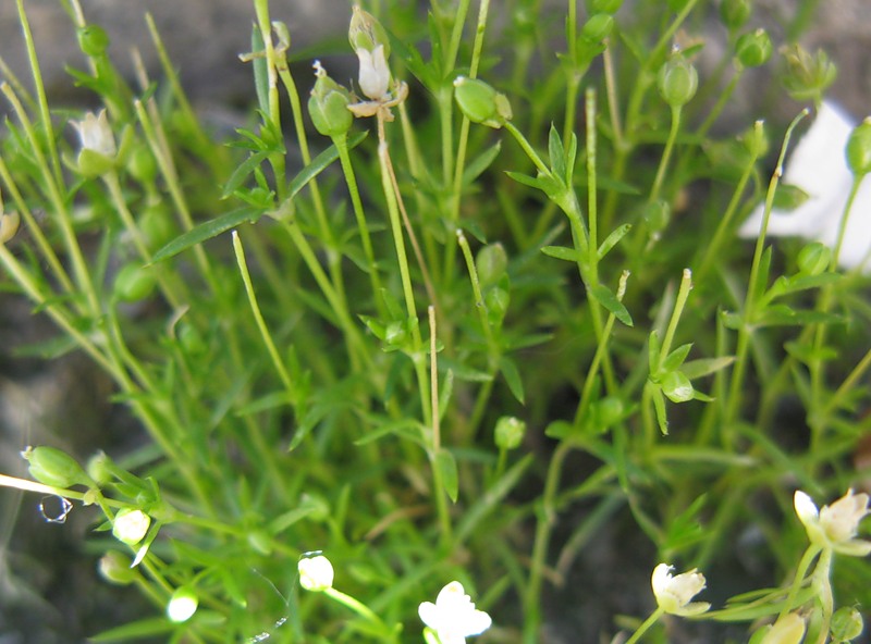 Image of Sagina procumbens specimen.