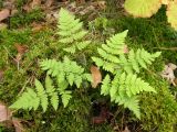 Dryopteris carthusiana