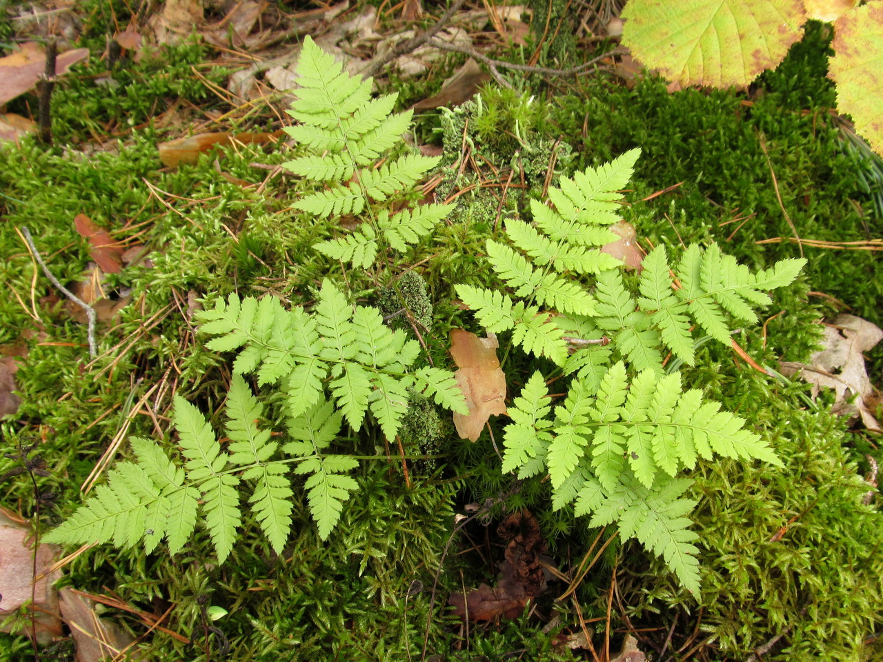 Image of Dryopteris carthusiana specimen.