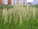 genus Calamagrostis