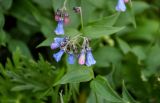 Mertensia rivularis. Соцветие. Хабаровский край, р-н им. Полины Осипенко, хр. Дуссе-Алинь, берег оз. Горное, ≈ 1300 м н.у.м., поросший мхами каменистый участок у воды. 21.07.2021.