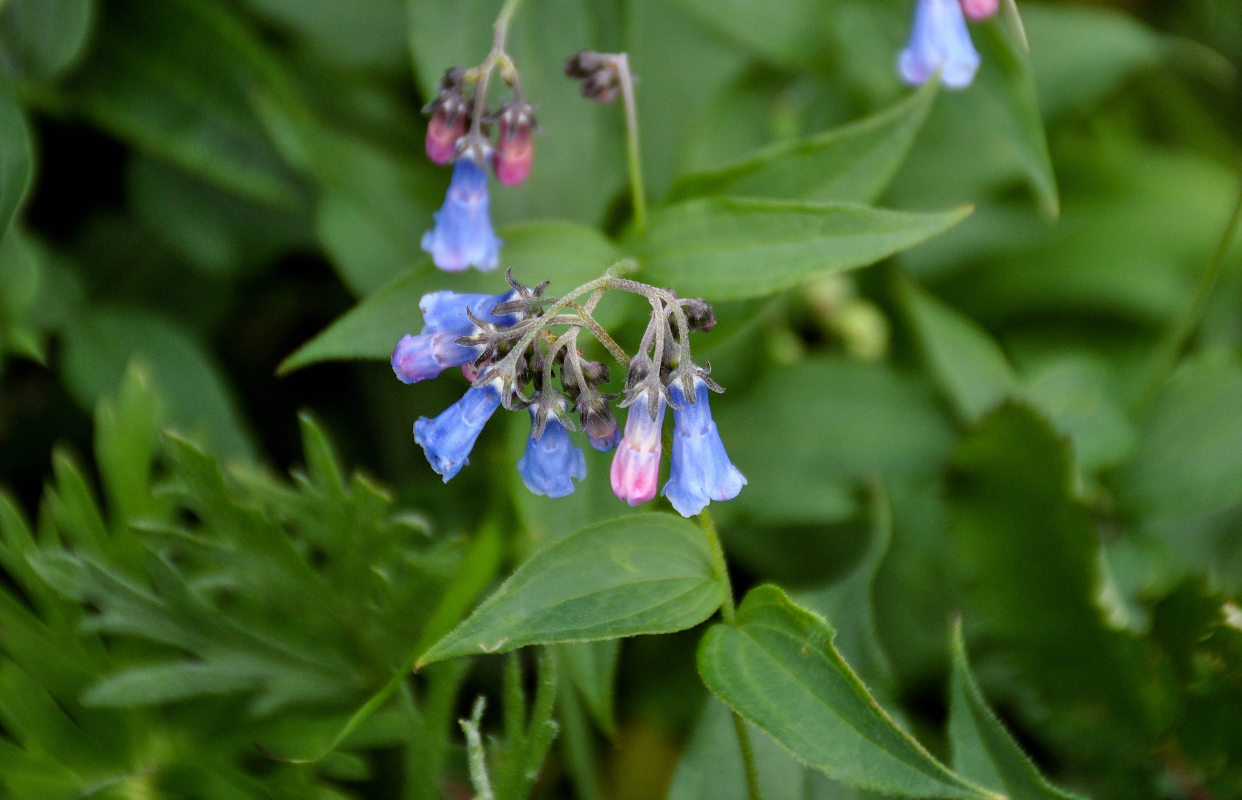 Изображение особи Mertensia rivularis.