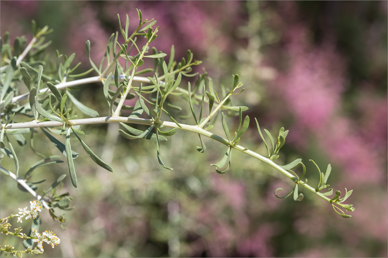 Image of Nitraria schoberi specimen.