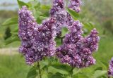 Syringa vulgaris. Соцветия (культивар с махровыми цветками). Краснодарский край, Черноморское побережье Кавказа, г. Новороссийск, Дендропарк, в культуре. 6 мая 2023 г.